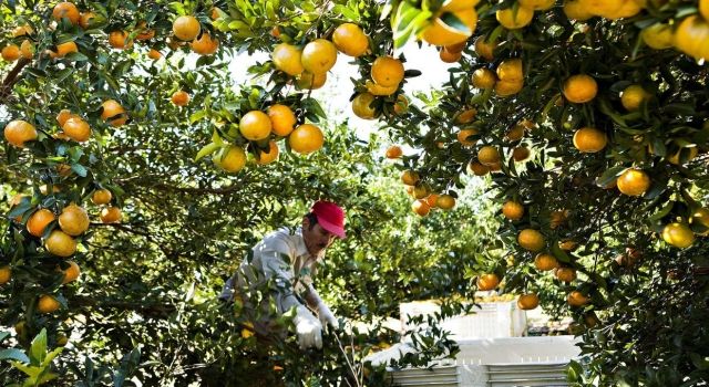 Yeşillenme Hastalığı Yüzünden Dev Narenciye Şirketi Üretimini Sonlandırıyor