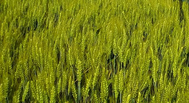 Zonguldak İl Tarım Müdürlüğünden Çürük Buğday İddialarına Yalanlama