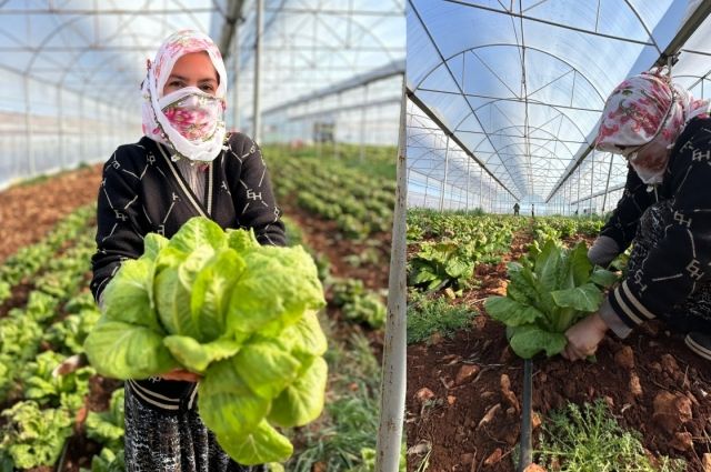 Adıyaman'da Sera Devrimi: 46 Yeni Tesis Kuruldu