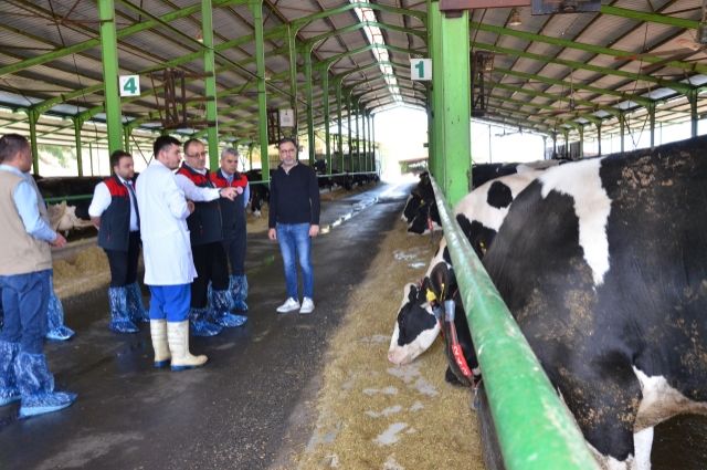 Denizli’de İlkbahar Şap Aşılama Kampanyası Başladı