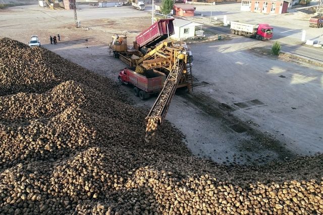 Erzurum ve Erzincan’da Pancar Hasadı Tamamlandı