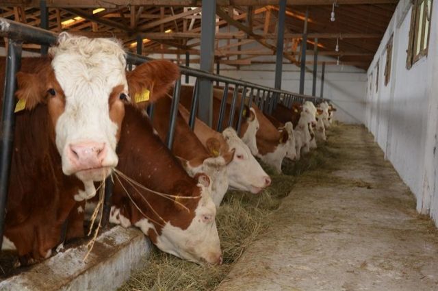 Hayvancılık Desteklemelerinde Kesinti Oranları Güncellendi