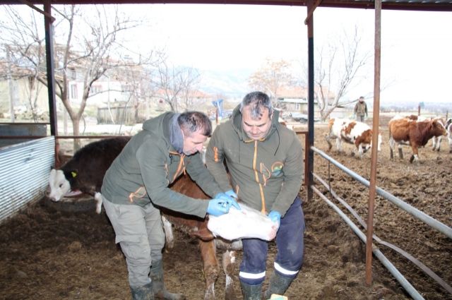 Isparta'da Büyükbaş Hayvanlara Çifte Koruma