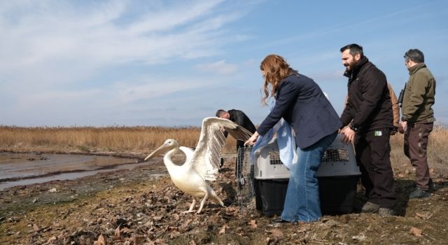 İzmit’te 2. Flamingo Gözlem Şenliği