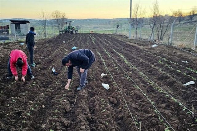 Mardin’de Alternatif Tarım: Çiftçilere Sahlep Fidesi Dağıtımı Başladı