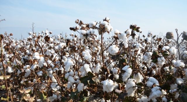 Pamukta Pembekurt Zararlısına Karşı Önlemler İçin Son Tarih 15 Mart