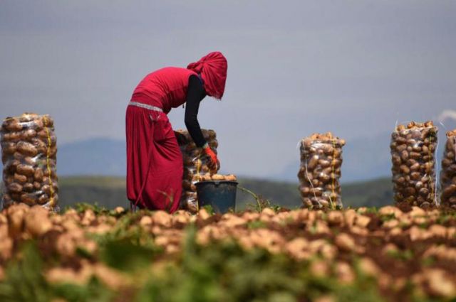 Patates Üreticileri Dikkat: TARSİM’den Sigorta Çağrısı