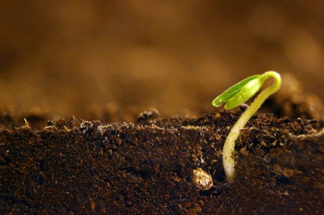 Rothamsted Bilim İnsanlarından Yeni Tohum Çimlenme Modeli