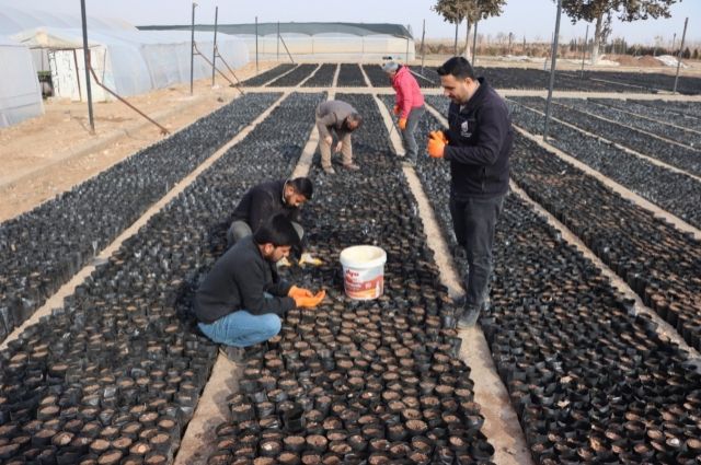 Şanlıurfa Büyükşehir Belediyesi, Keten Köyneği Fıstığı İçin Proje Başlattı