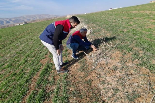 Siirt’te Tarla Faresiyle Mücadele Başladı