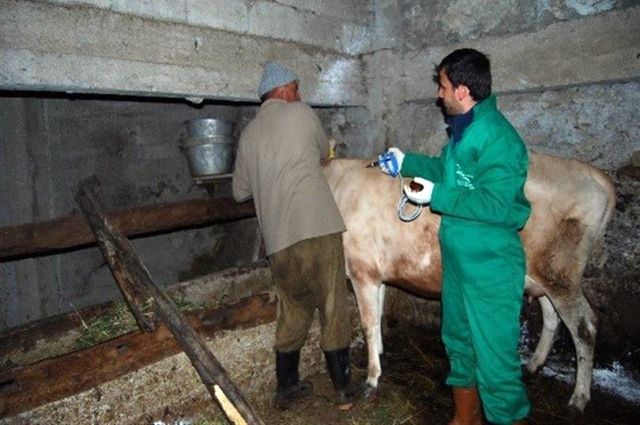 Trabzon'da Büyükbaş Hayvanlara Şap Aşısı Seferberliği Başladı!