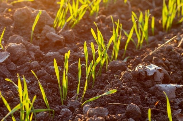 Yeni Bir Adsorbent Azot Kaybını Azaltıyor