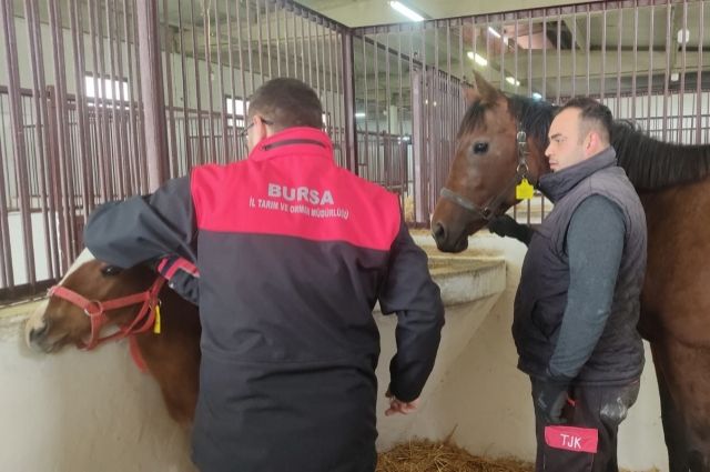 Bursa'da Tay Tescil Sezonu Açıldı: Safkan Atların Kalbi Burada Atıyor!