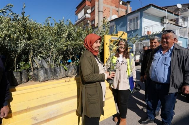 Denizli'de Zeytin Fidanı Seferberliği: 46 Bin Fidan Dağıtıldı