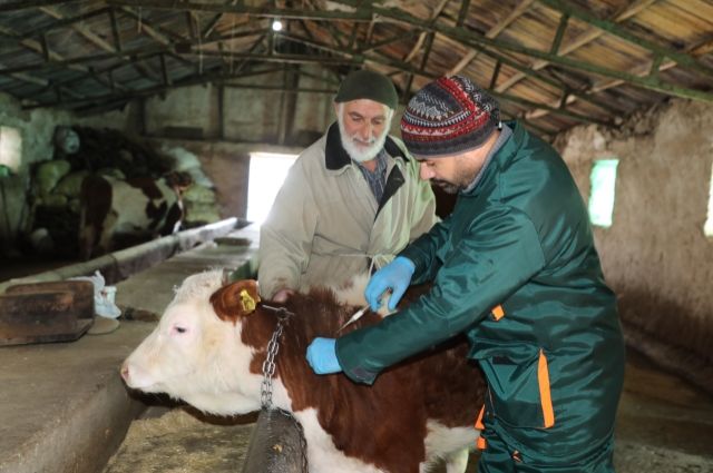 Elazığ’da Şap Hastalığına Karşı Etkin Mücadele Devam Ediyor