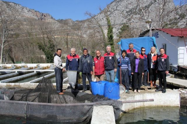 Isparta Alabalık Çiftliklerinde Yavru Üretimi İçin Balık Sağımı Gerçekleştirildi