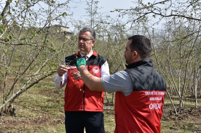 Ordu'da Fındık Üreticilerine Gübreleme Uyarısı