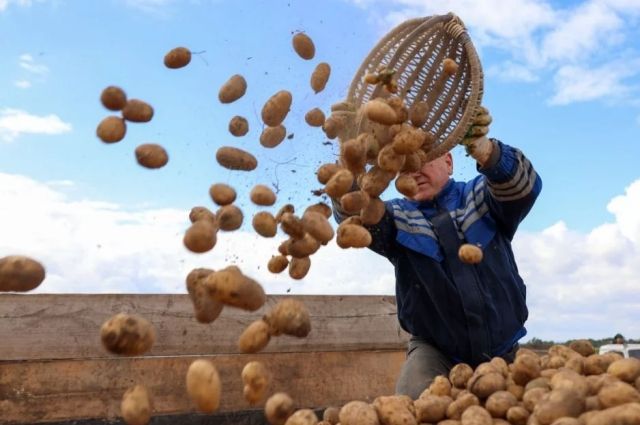 Rusya’da Patates Üretimi %11,9 Azaldı, Fiyatlar %92 Arttı