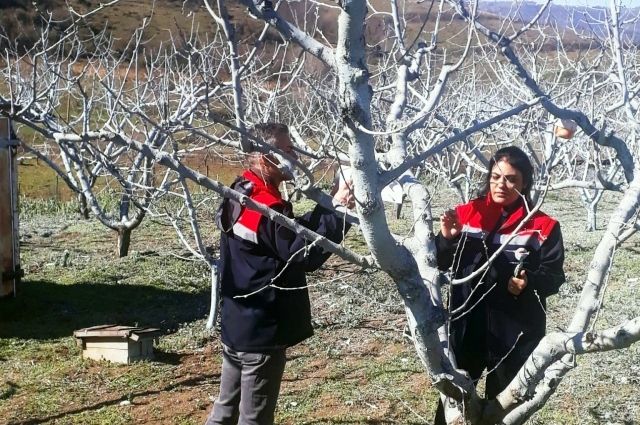 Şeftali ve Nektarin Üreticilerine Kritik Uyarı: Bordo Bulamacı Zamanı!