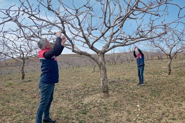 Siirt'te Soğuk Hava ve Don Etkisi İncelemesi: Badem Ağaçları Tehdit Altında