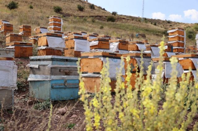 Arı Varsa Hayat Var: Kars'tan Dünya Arı Günü Mesajı!