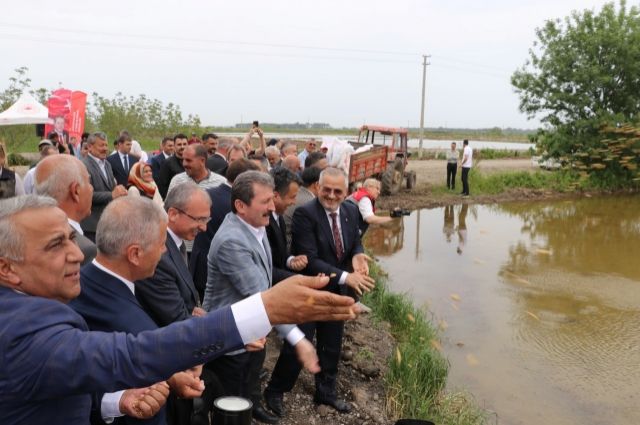 Bafra Ovası'nda Çeltik Bayramı: %75 Su Tasarruflu Üretimle Rekor Hedefi!
