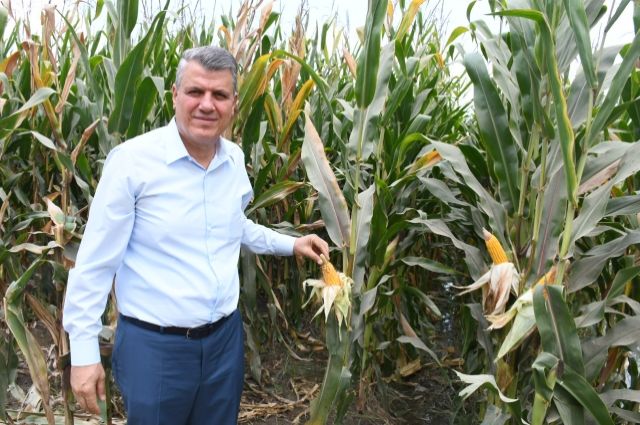 CHP'den Mısır İthalatına Sert Tepki: Çiftçi Vuruluyor