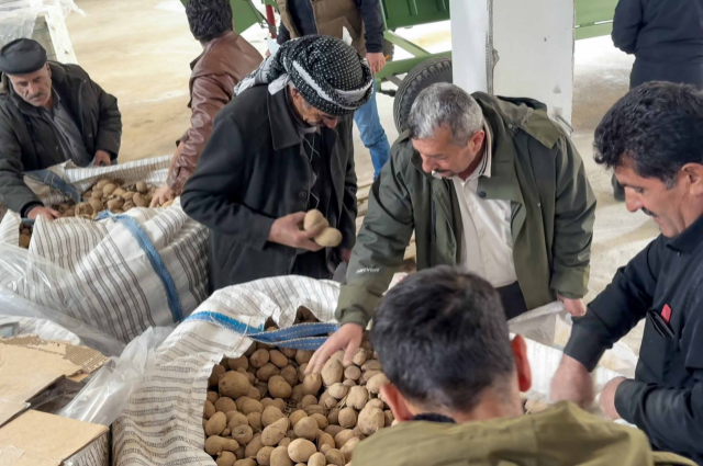Çiftçilere Büyük Destek: Ücretsiz Patates Tohumu Dağıtıldı!