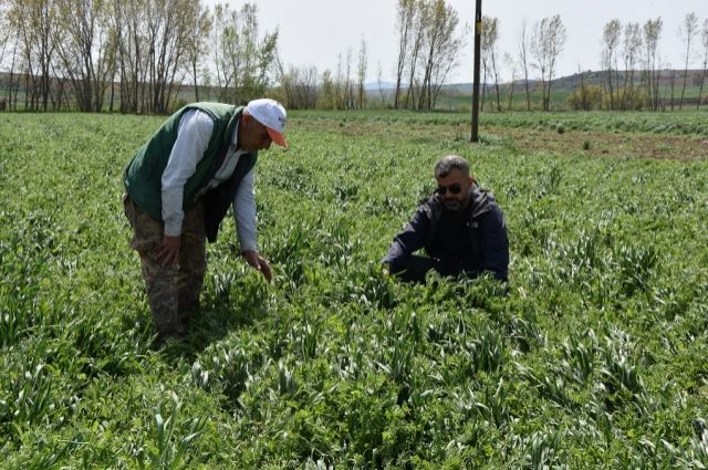 Çiftçiye Altın Destek: Kaba Yem Maliyetleri Yarı Yarıya Azalıyor!