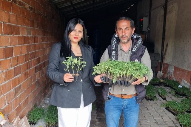 Giresun'da Yüzde 75 Hibe ile Domates Üretimi Destekleniyor