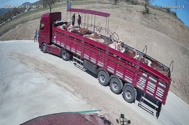 Kurban Bayramı Öncesi Sıkı Denetim: İki Tıra Belgesiz Hayvan Naklinden Ceza!