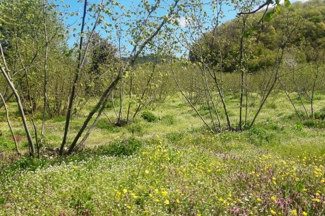Samsun İl Tarımdan Fındık Üreticisine Kritik Uyarılar