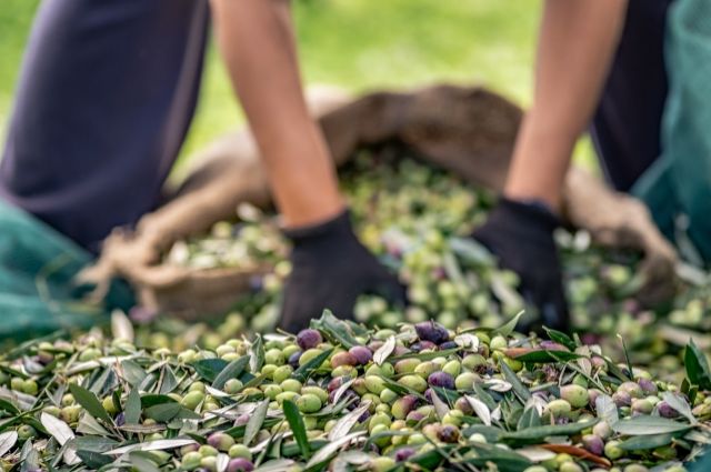 Sofralık zeytin ihracatı 250 milyon dolara koşuyor