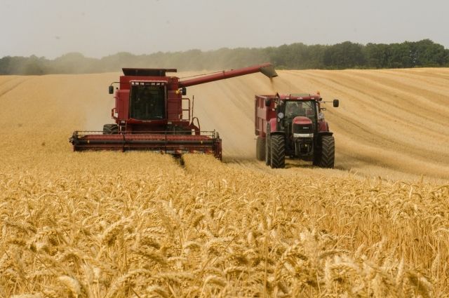 Uluslararası Konsey: Rusya’da Yeni Buğday Sezonu Daha Verimli Geçecek