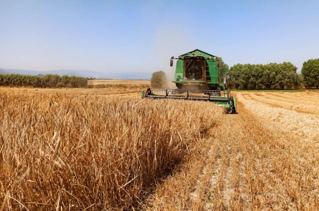 Arpada Yükseliş: Fiyatlar 11 Lirayı Geçti