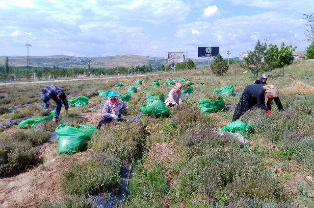 Çankırı'da Kekik Hasadı Başladı: Alternatif Tarımda Yeni Bir Dönem