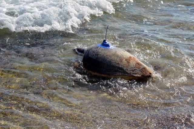 Deniz Kaplumbağaları Günü'nde Anlamlı Etkinlik: Caretta Caretta'lar Uydu Cihazıyla Takipte