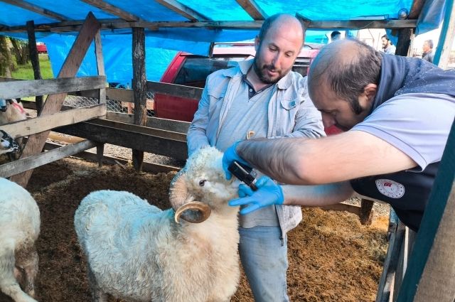 Giresun'da Kurbanlık Hayvan Pazarlarında Sıkı Denetim: Damızlık Hayvan Kurban Edilemeyecek!