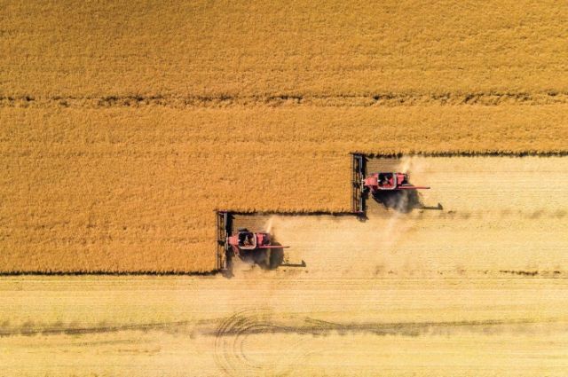 Hububat Piyasasında Son Durum: Buğdayda Düşüş, Arpada Yükseliş Devam Ediyor