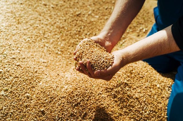 Ürdün, Al Dahra'dan 60 Bin Ton Yemlik Arpa Satın Aldı
