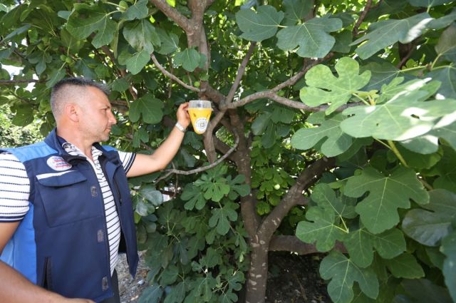 Akdeniz Meyve Sineğine Biyoteknik Mücadele Başladı!
