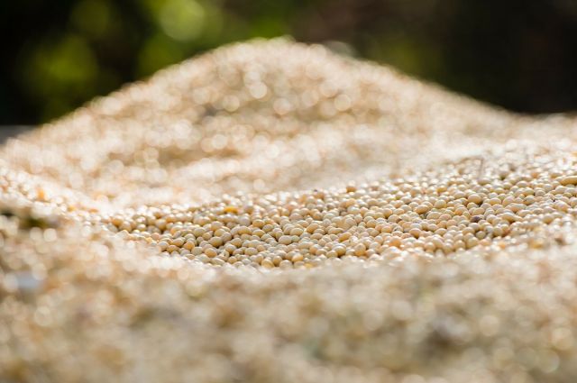 Çin'in Haziran Ayı Soya Fasulyesi İthalatı Rekor Kırdı