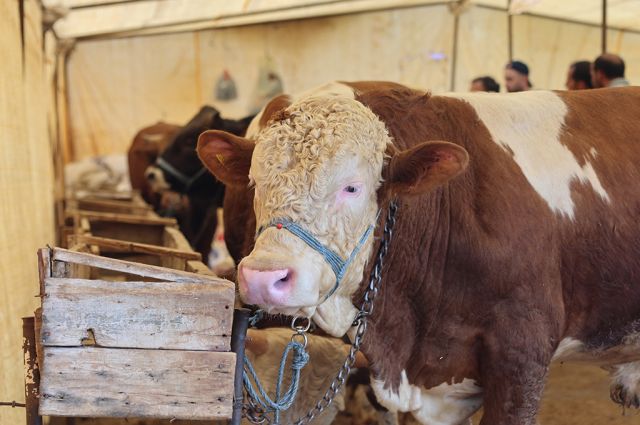 Dana ve Kuzu Eti Fiyatları Geriledi: Üretici Tedirgin
