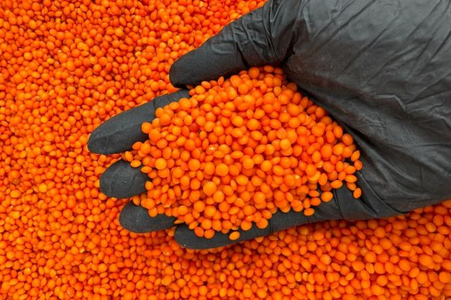 Dünya Mercimek Üretimi Artıyor