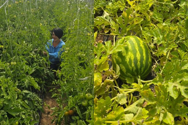 Giresun Çamoluk'ta Tarıma Büyük Destek
