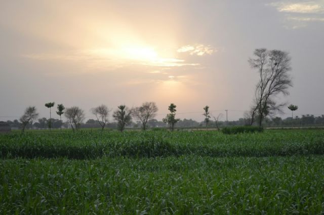 Pakistan'da Çiftçiler Gübre Alımını Azalttı