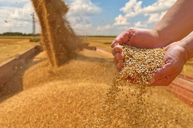 Rus Buğdayı Fiyatları İstikrarlı Seyrini Koruyor