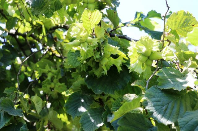 Samsun'da Fındık Rekolte Tahmini Başladı