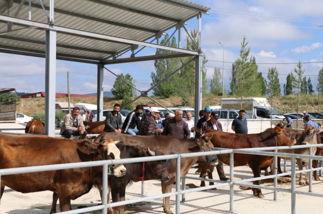 Şap Alarmı! Tarım Bakanlığı Hayvan Pazarlarını Kapattı