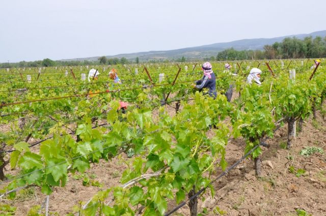 Tarımsal Girdi Fiyat Endeksi Yıllık %31,80 Arttı